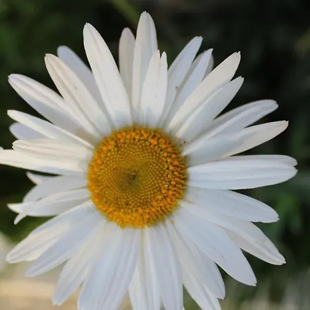 فندق Aljor *