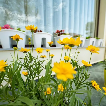 Otel Aljor Golem (Tirana)